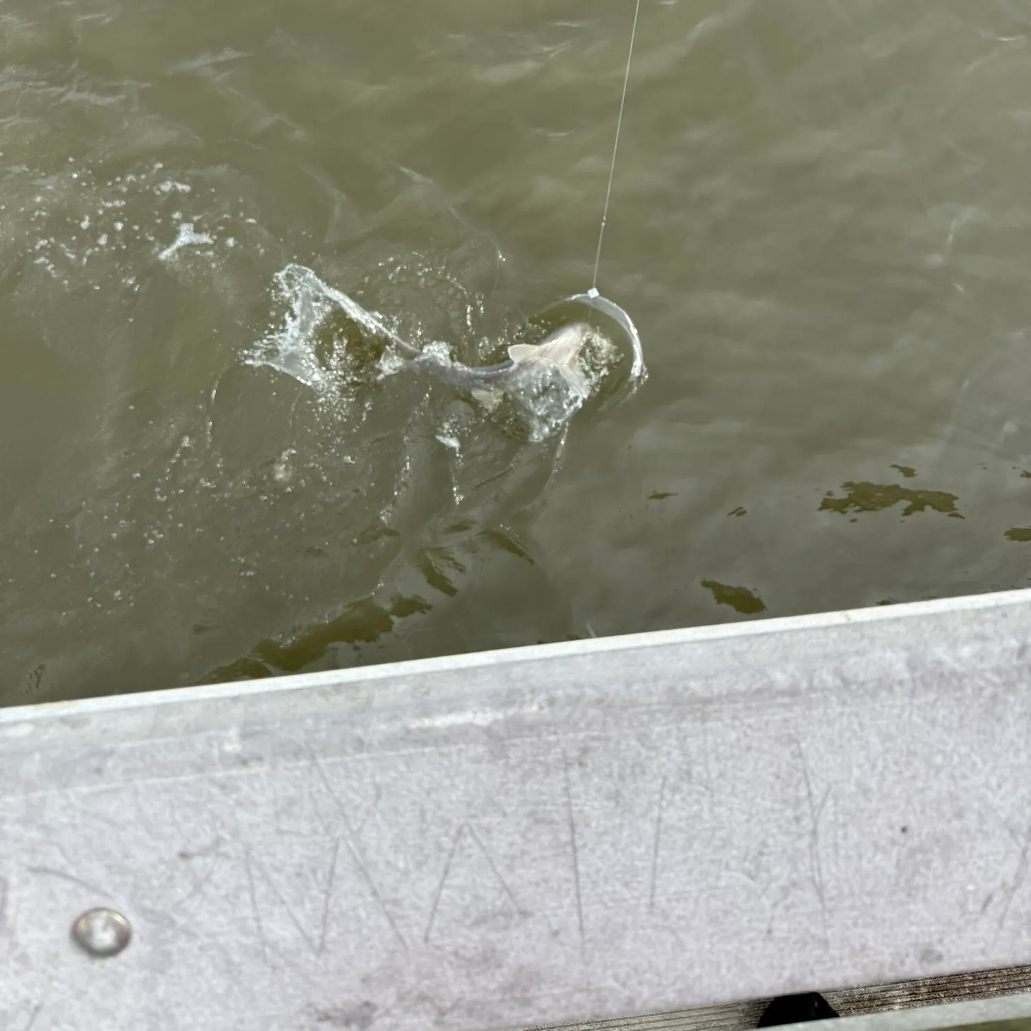 Bonnethead shark caught on Fishbrain