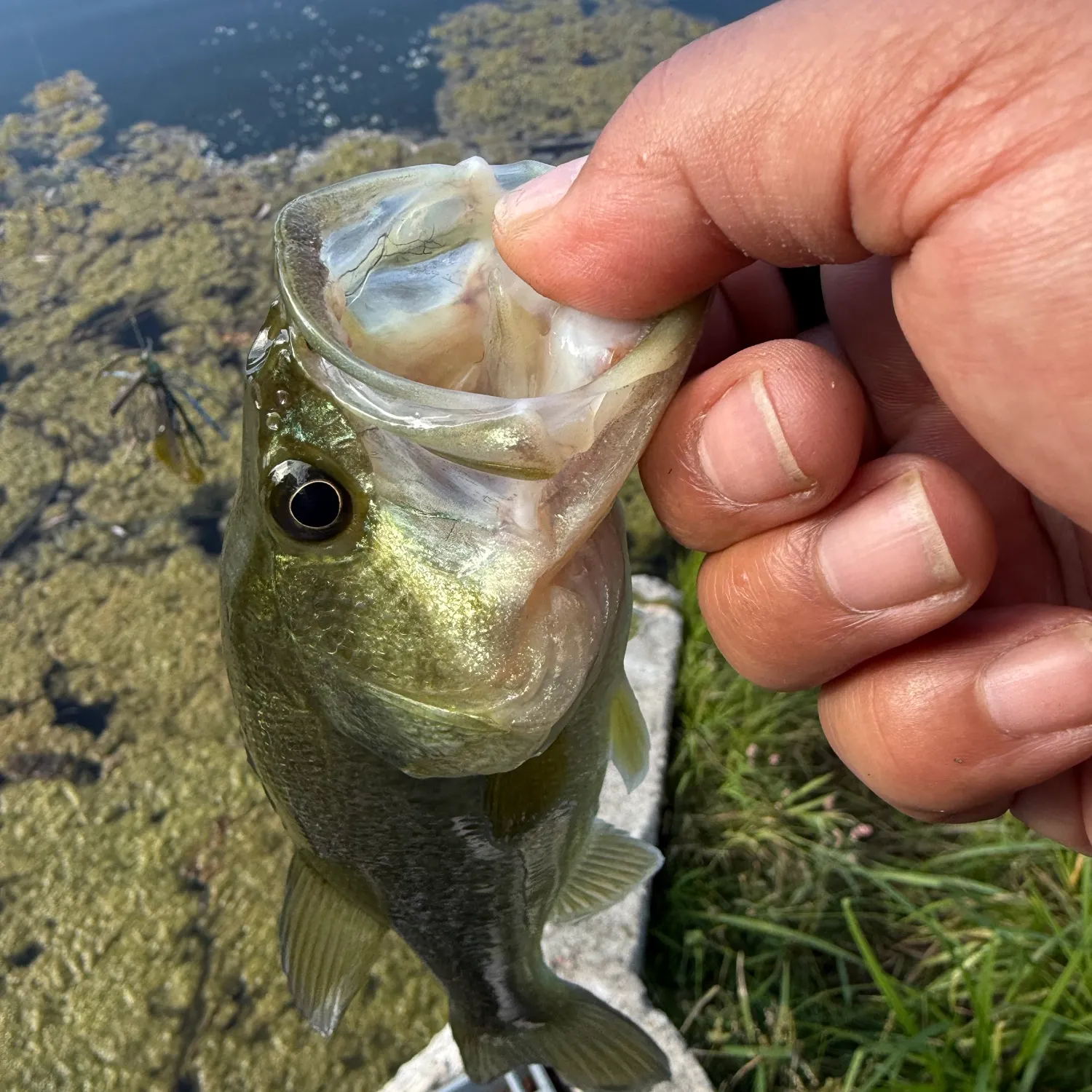 Fish caught on Fishbrain