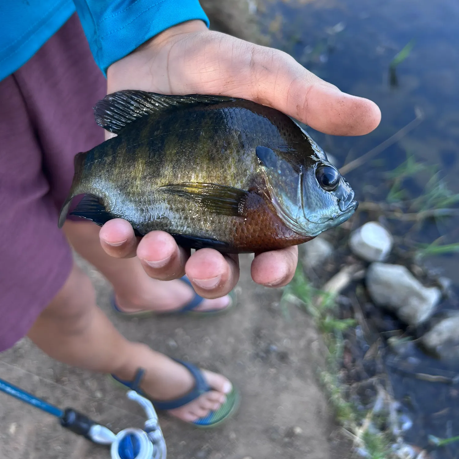 Bluegill caught on Fishbrain