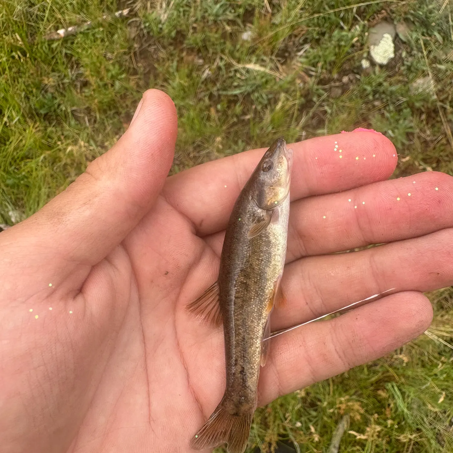 The most recent Speckled dace catches on Fishbrain