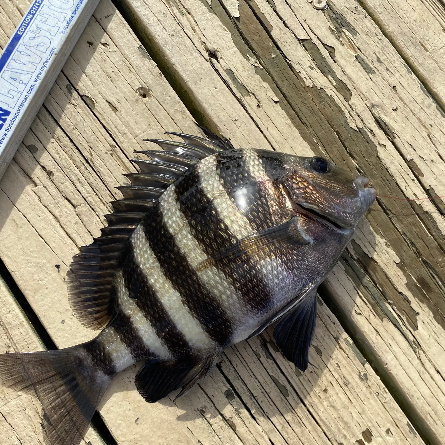 Sheepshead caught on Fishbrain