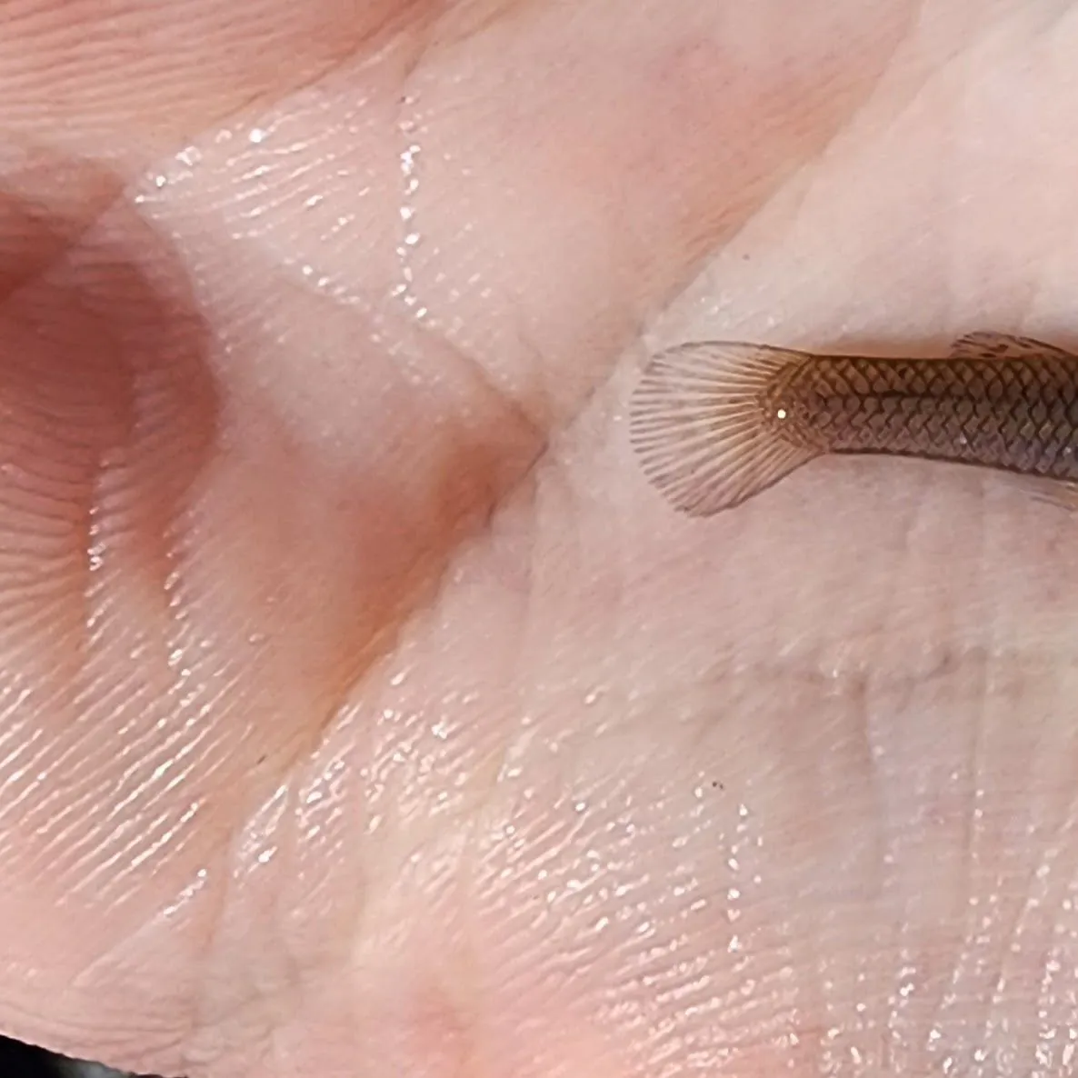 The most recent Eastern mosquitofish catches on Fishbrain