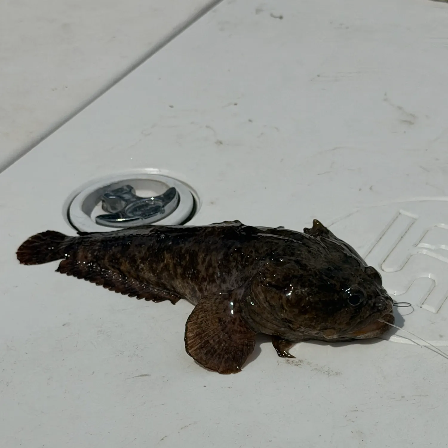 Gulf toadfish caught on Fishbrain