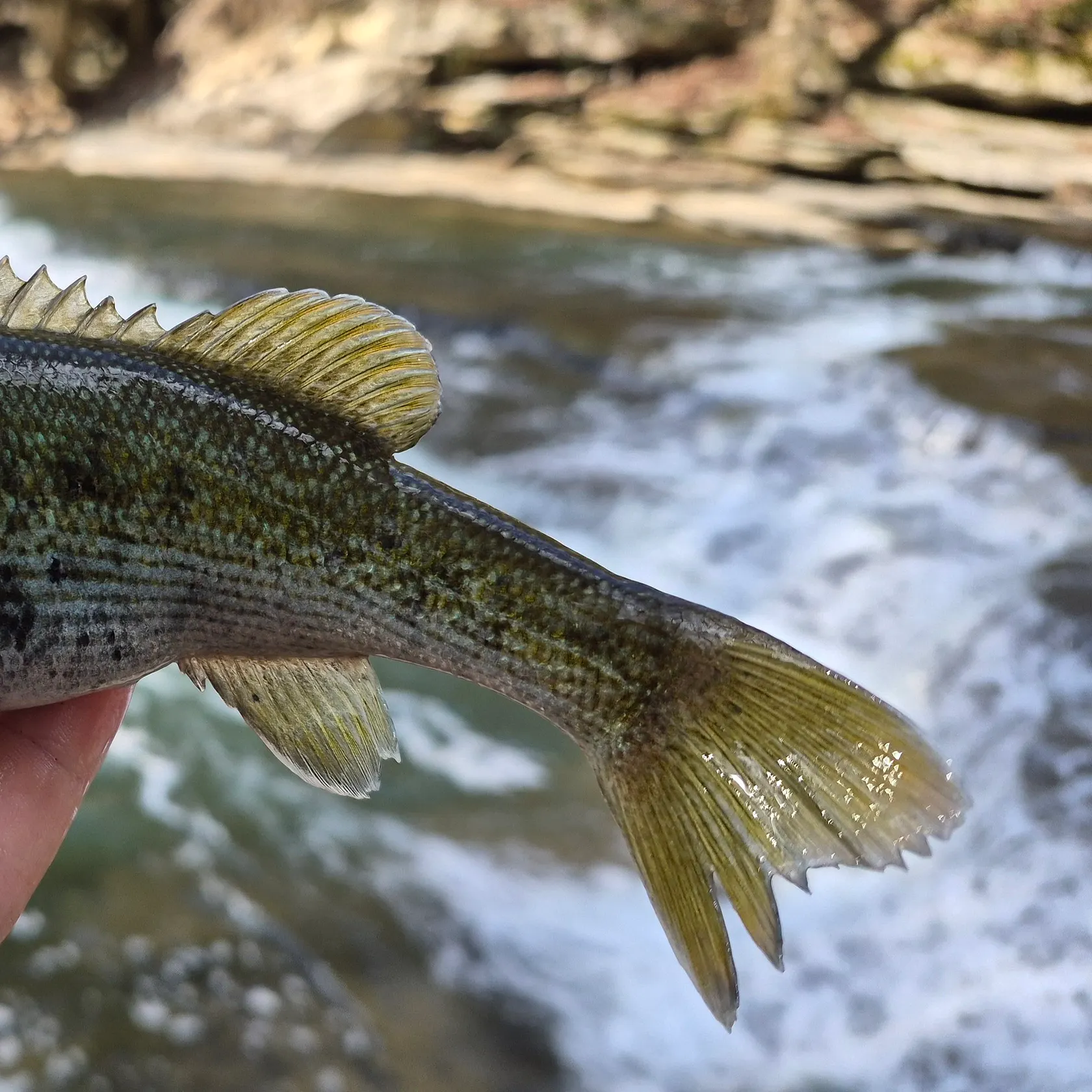 The most recent Redeye bass catches on Fishbrain