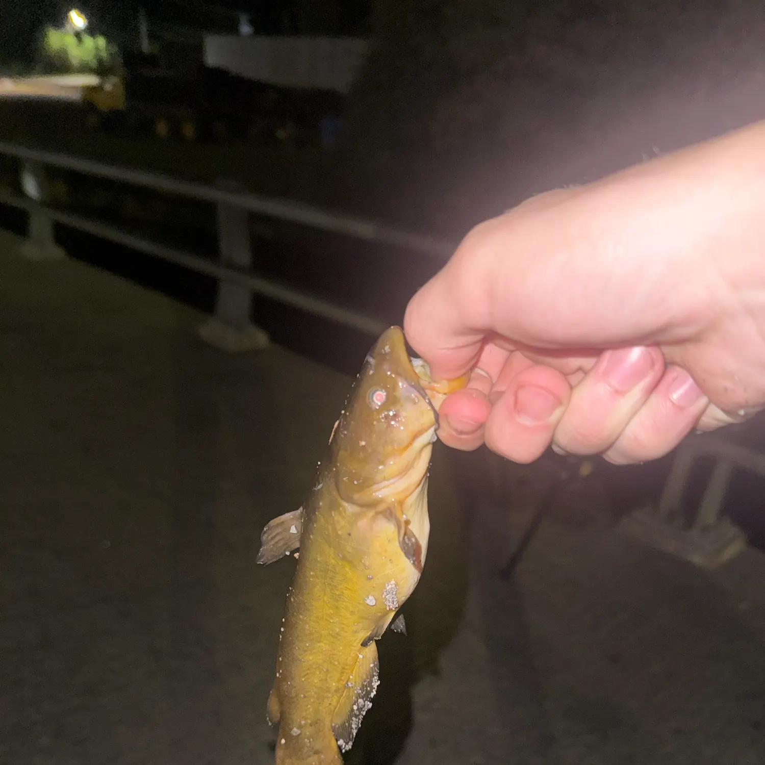 The most recent Yellow bullhead catches on Fishbrain