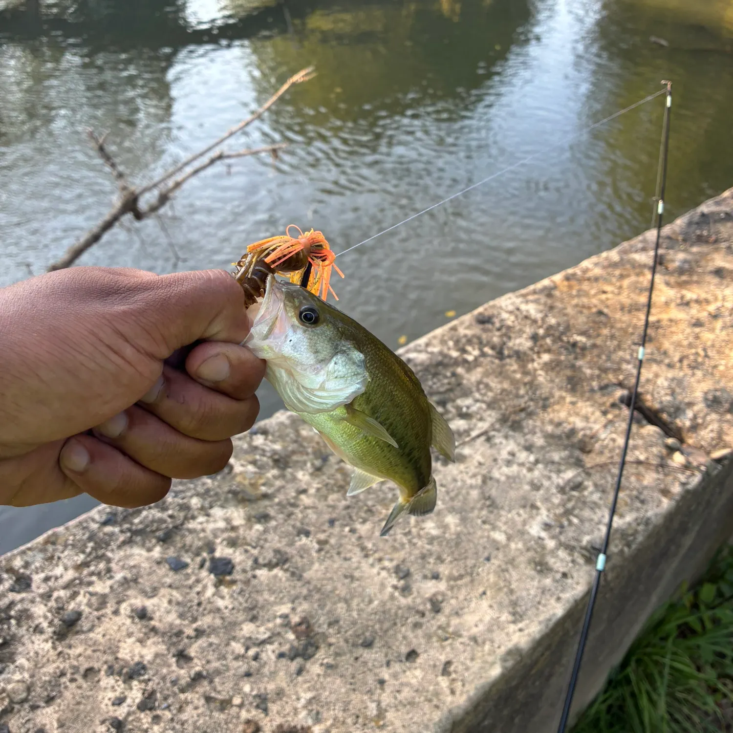 Largemouth bass caught on Fishbrain