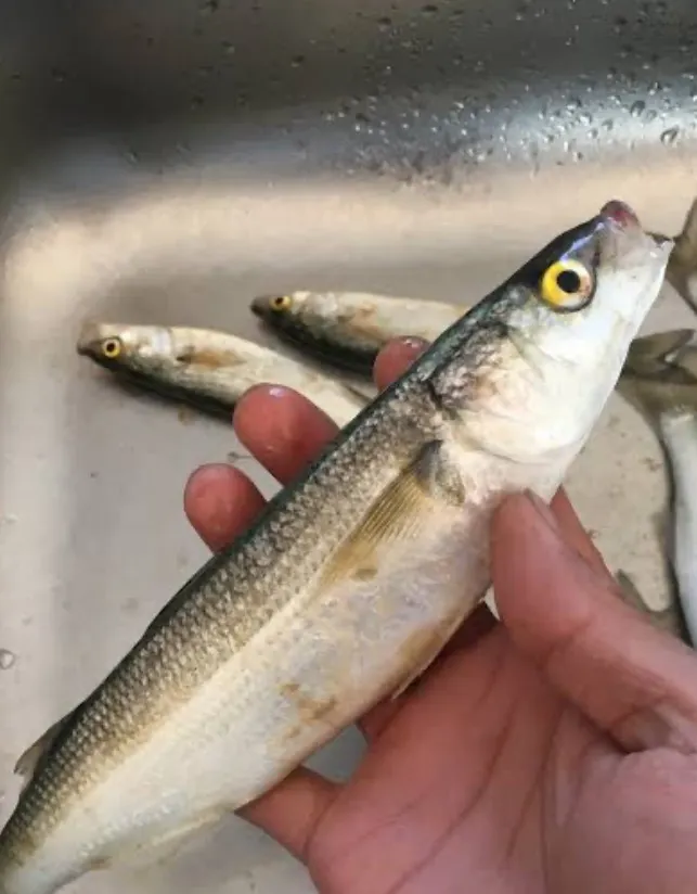 Yellow Eye Mullet