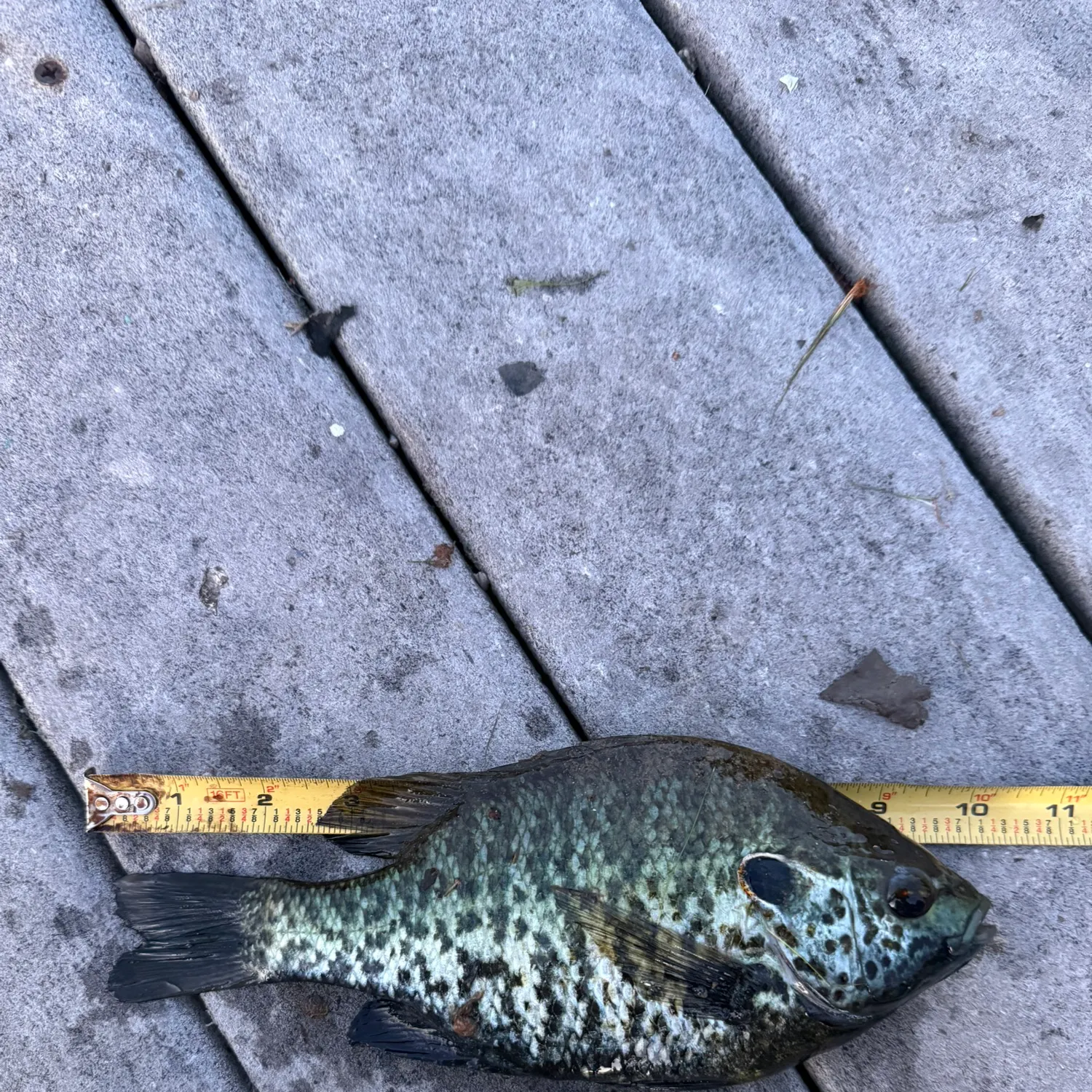 recently logged catches