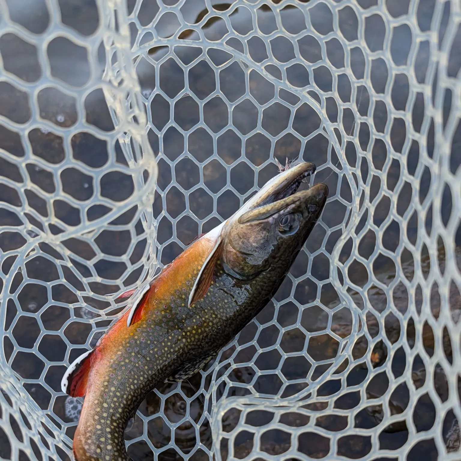 Brook trout caught on Fishbrain