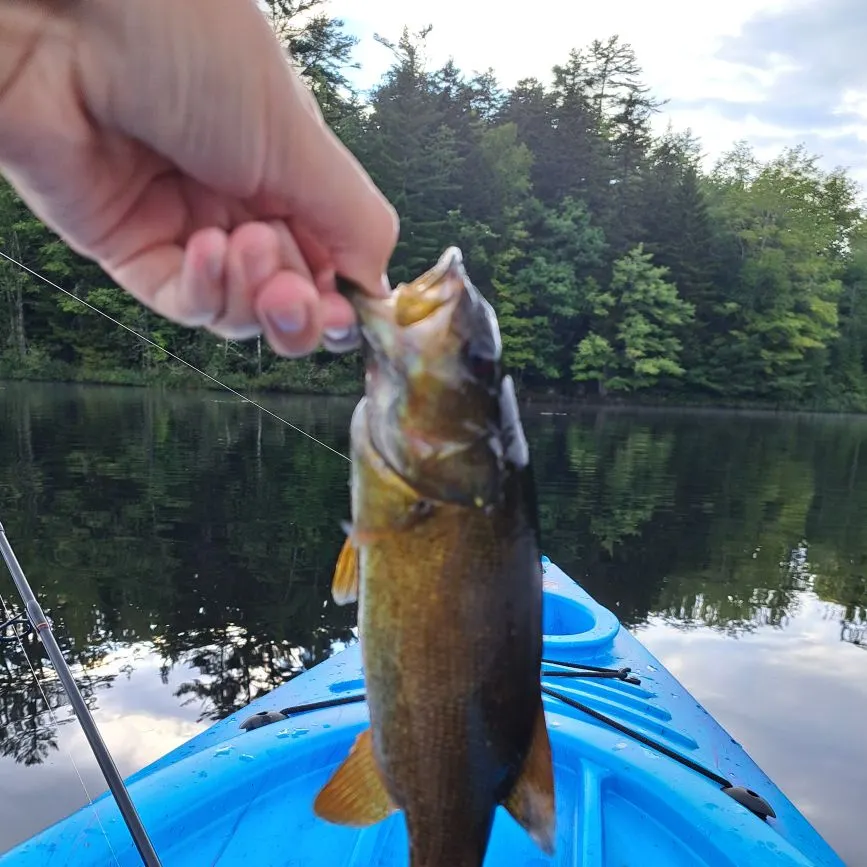 Smallmouth bass caught on Fishbrain