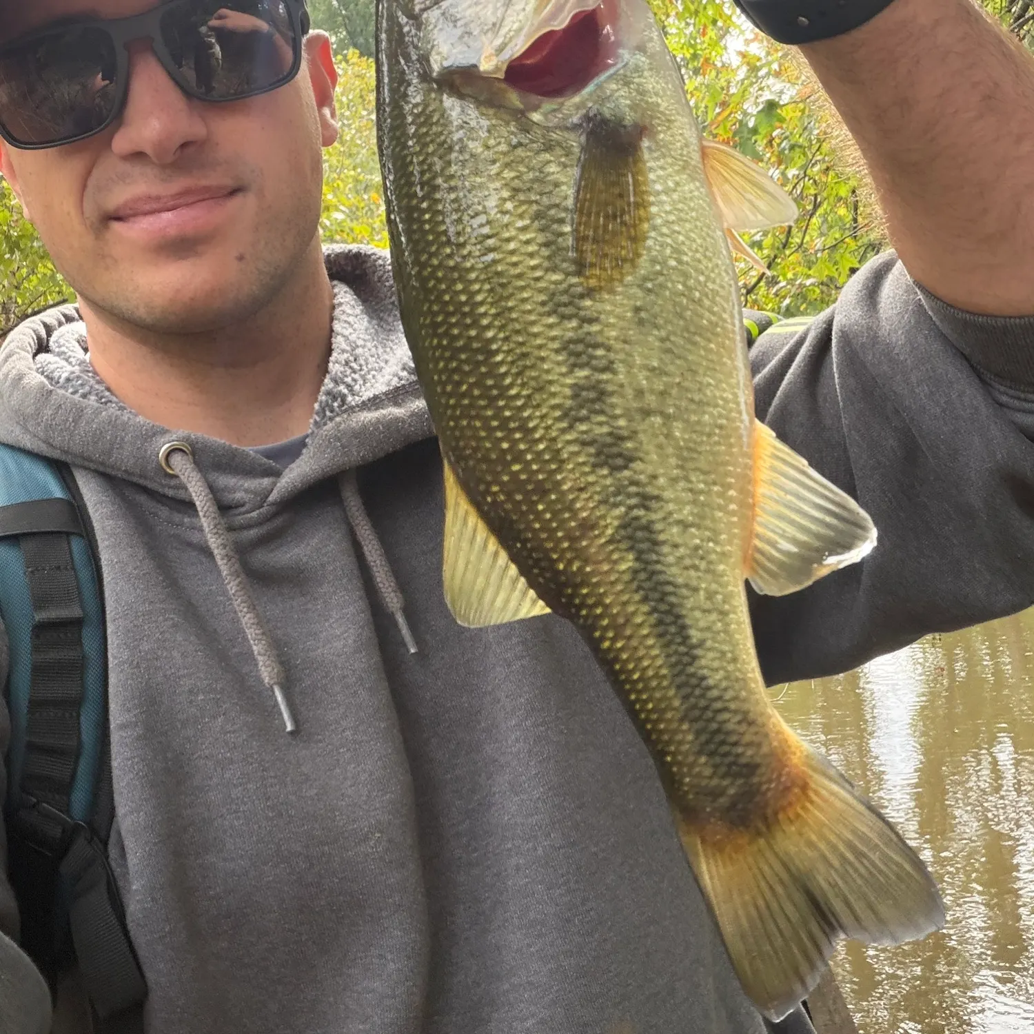 Largemouth bass caught on Fishbrain