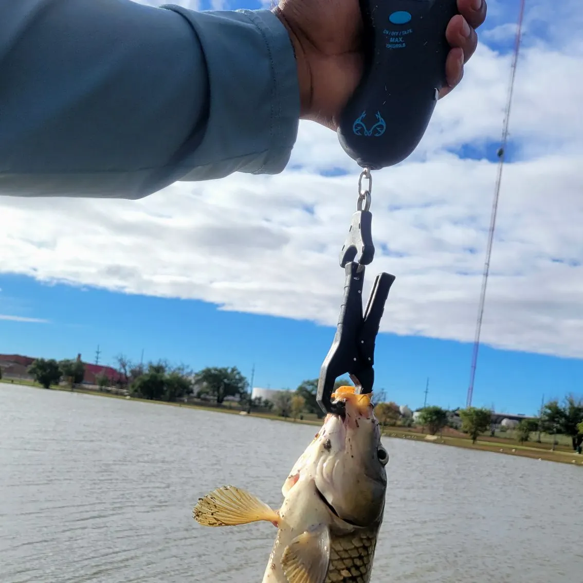 Common carp caught on Fishbrain