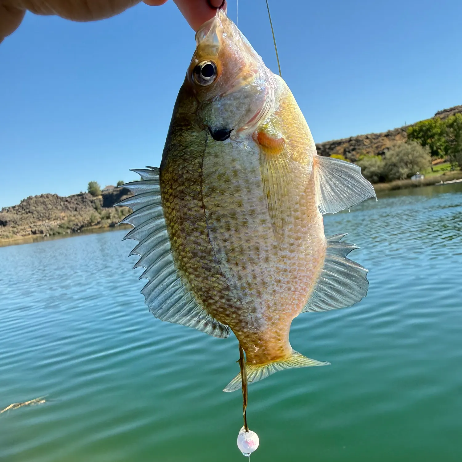 Bluegill caught on Fishbrain