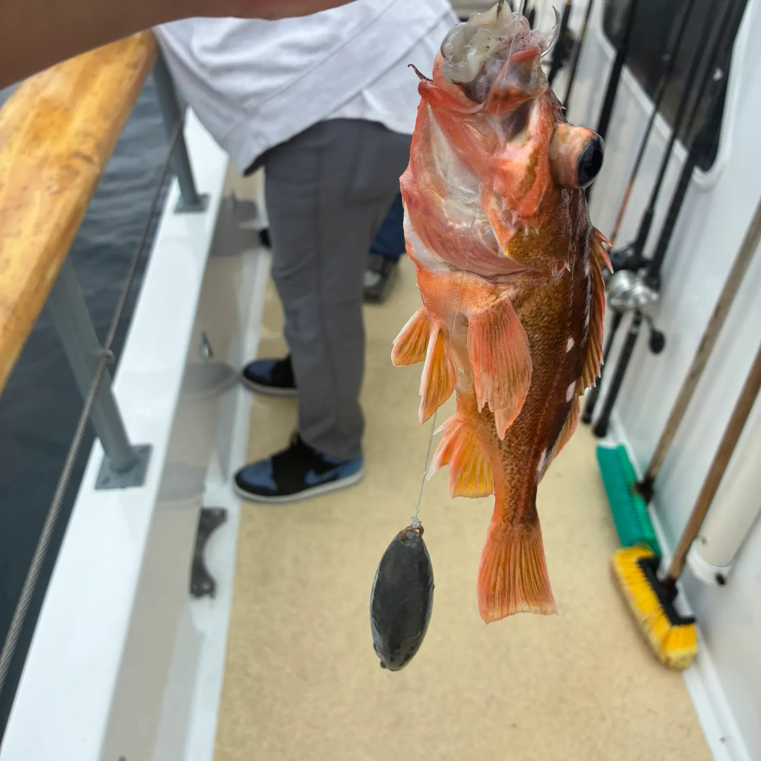 The most recent Starry rockfish catches on Fishbrain