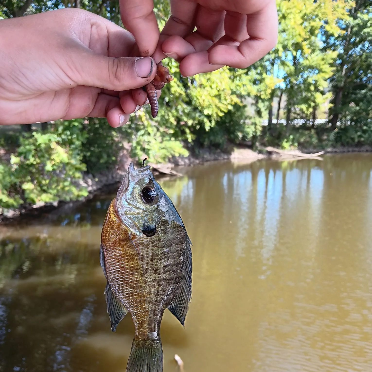 Bluegill caught on Fishbrain
