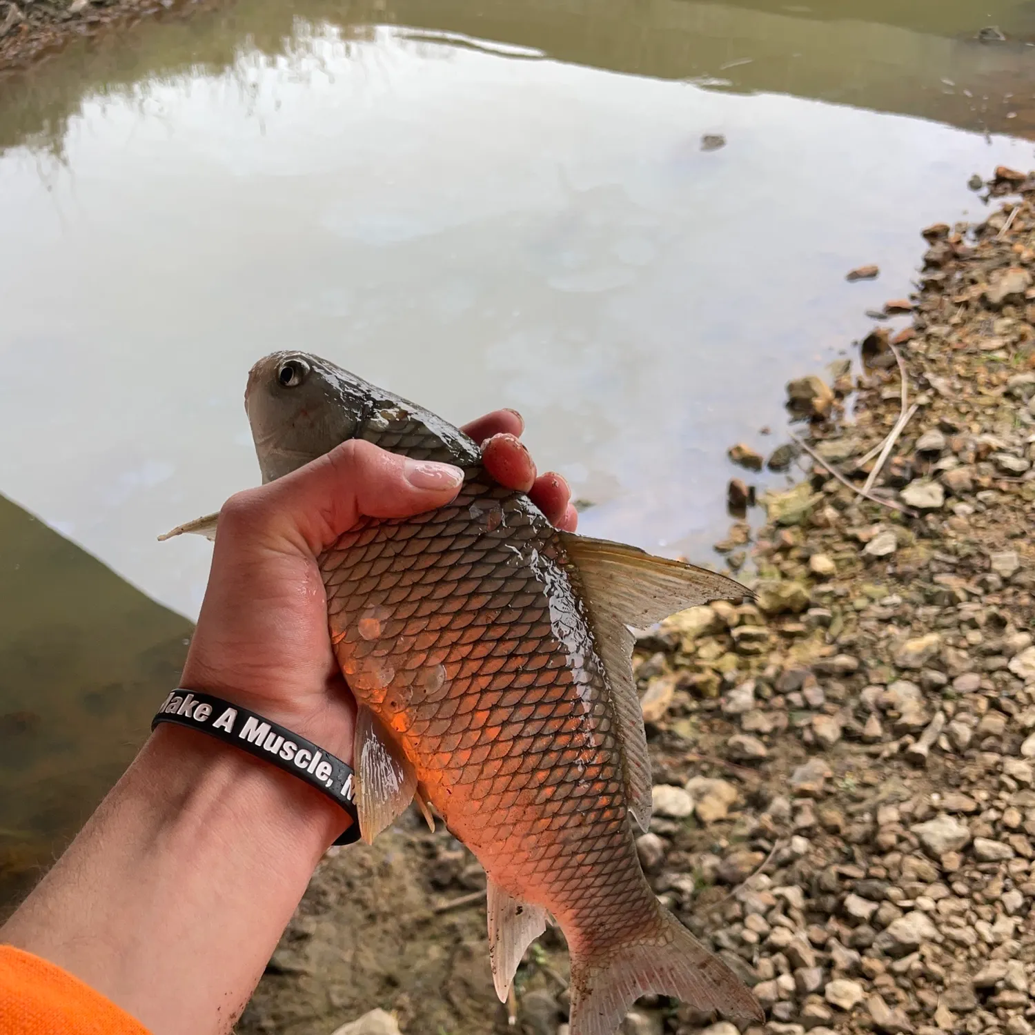 The most recent River carpsucker catches on Fishbrain