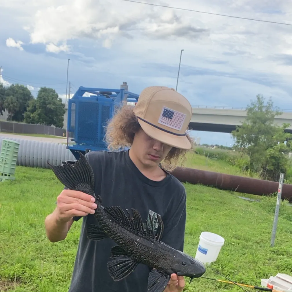 Suckermouth catfish caught on Fishbrain