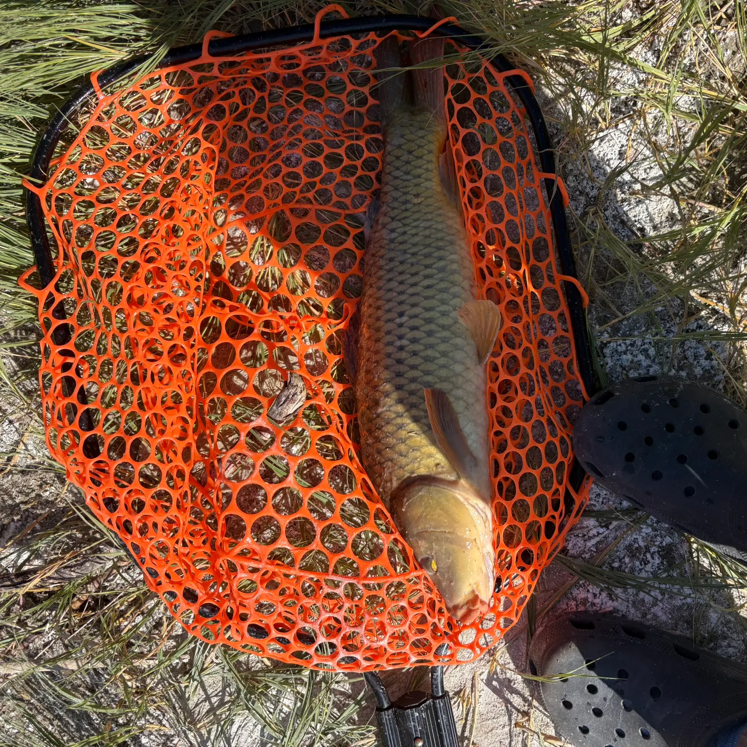 Grass carp caught on Fishbrain