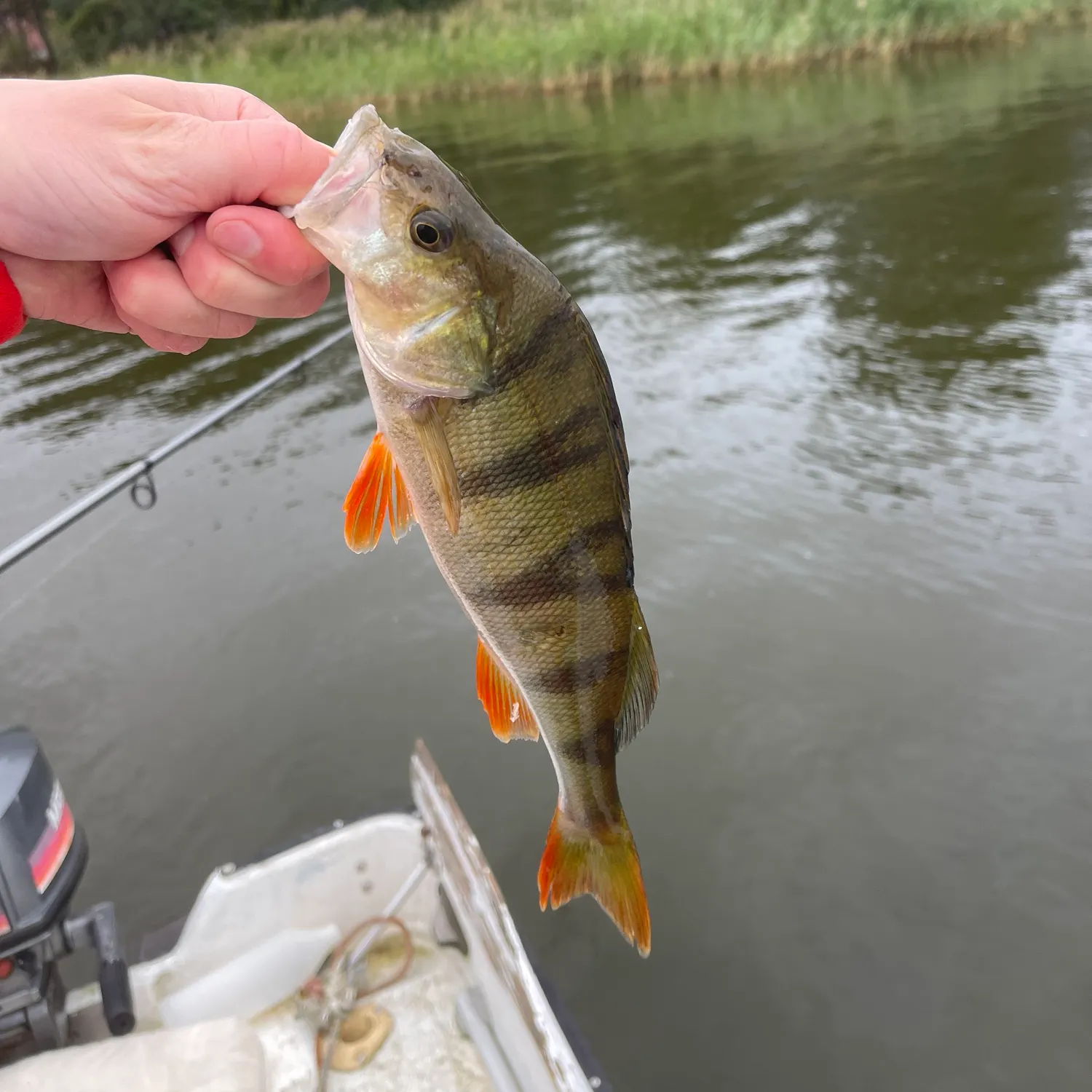 European perch caught on Fishbrain