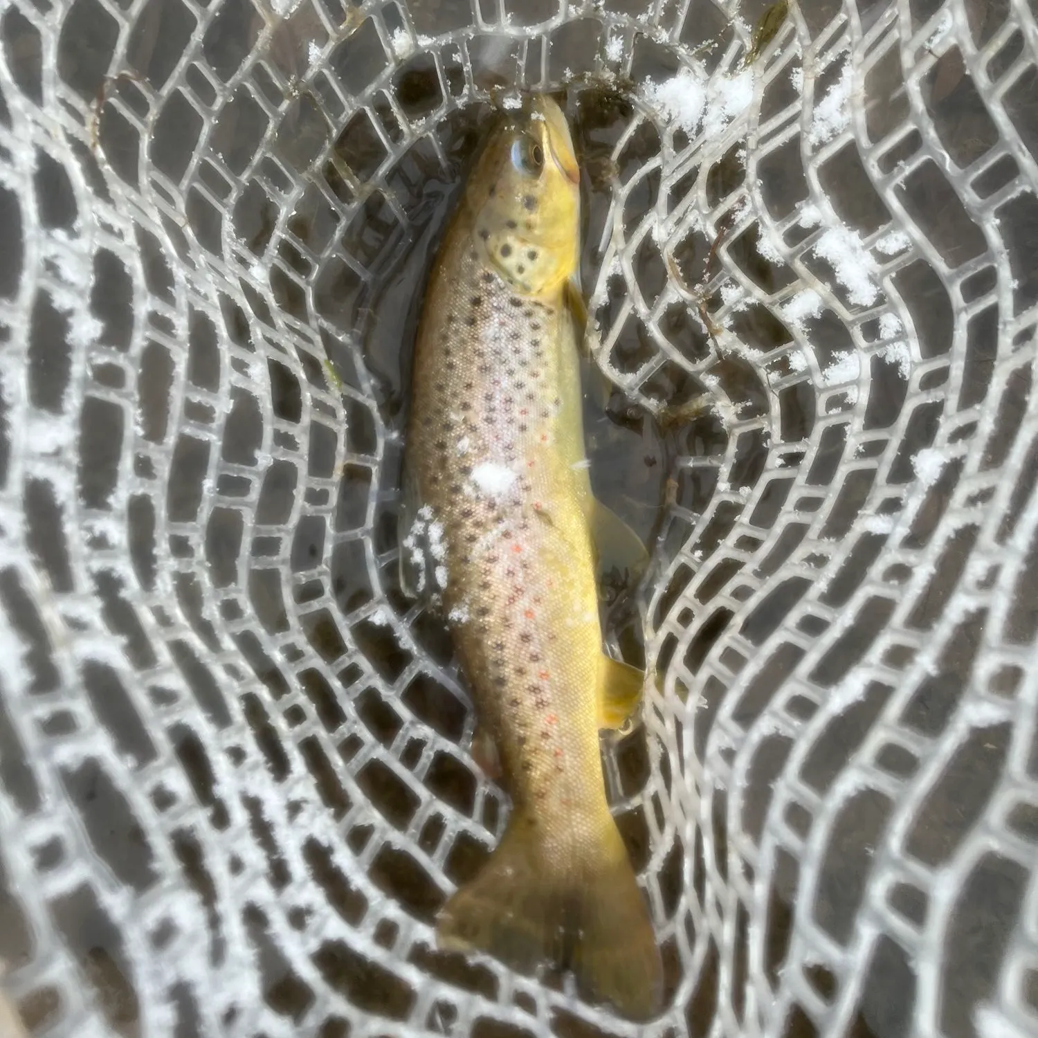 angler catch