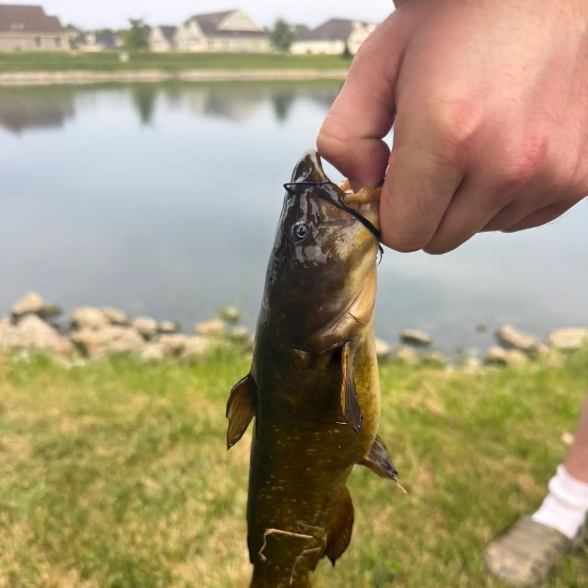 Black bullhead caught on Fishbrain
