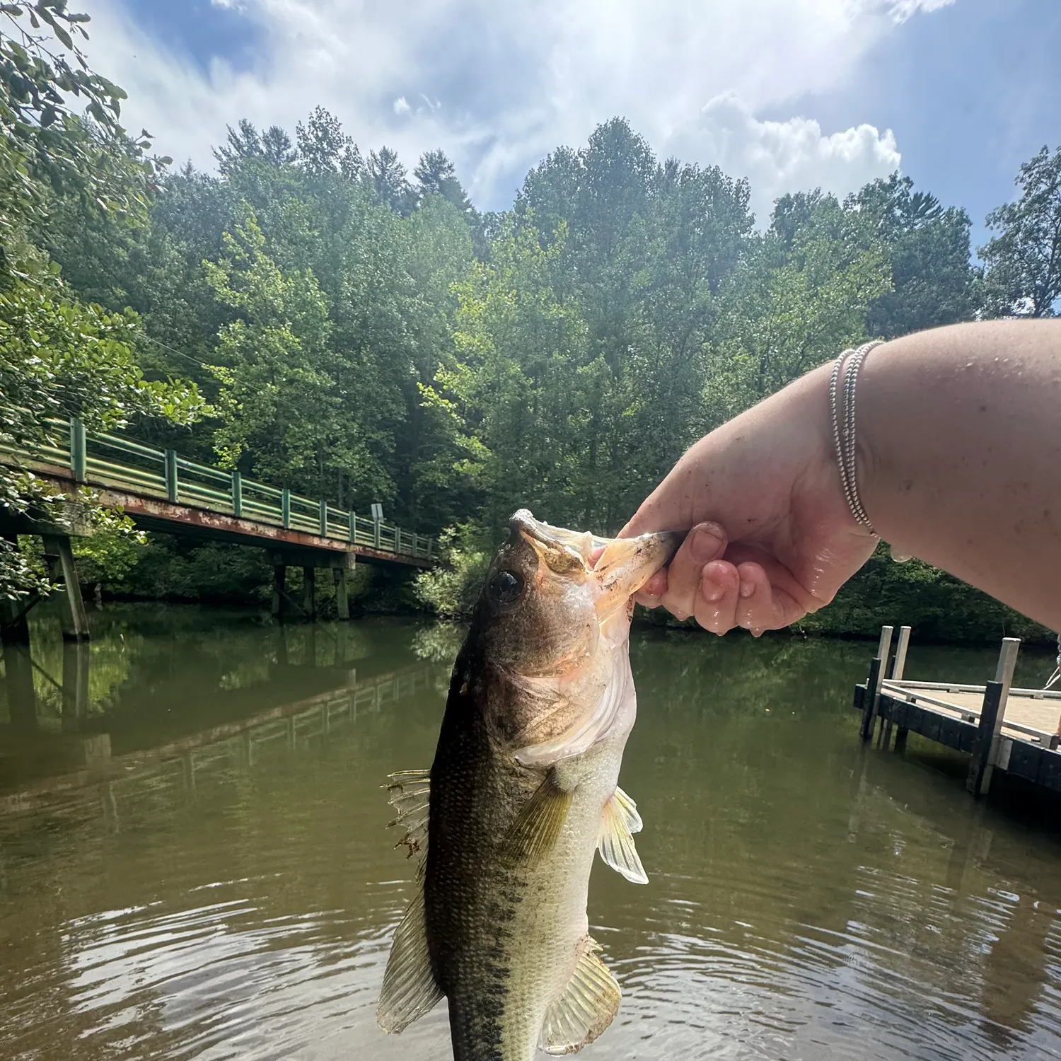Largemouth bass caught on Fishbrain