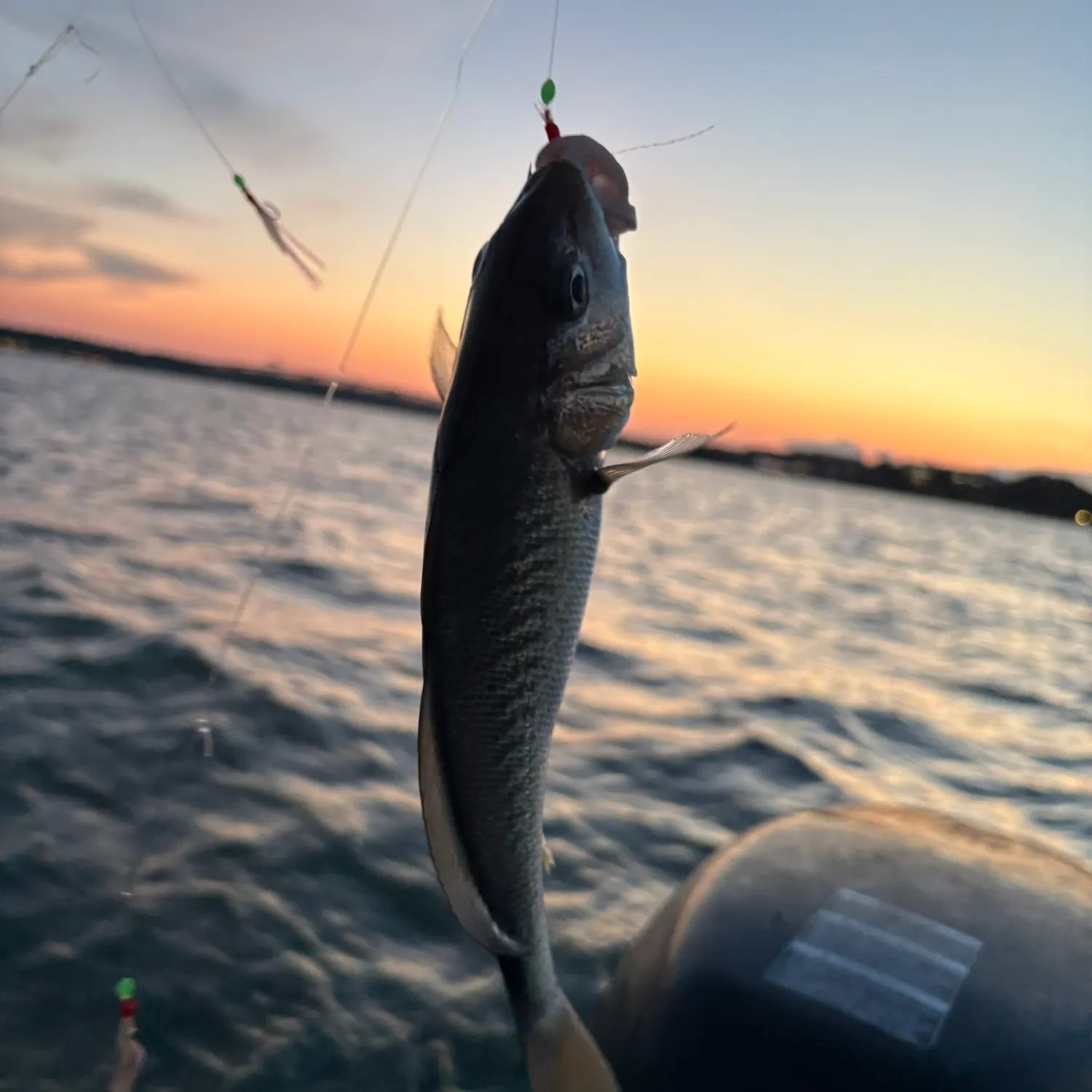 Atlantic croaker caught on Fishbrain