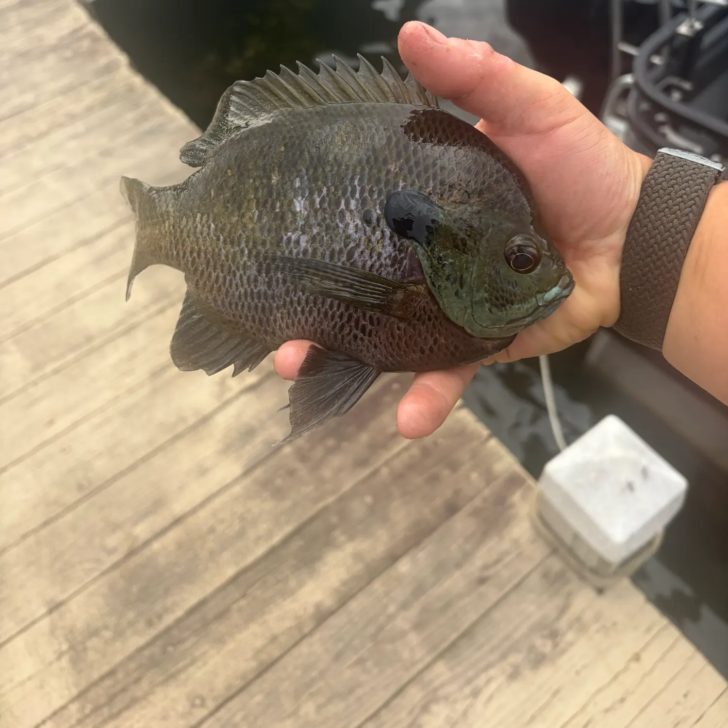 catch