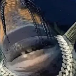 The most recent Barred sorubim catches on Fishbrain