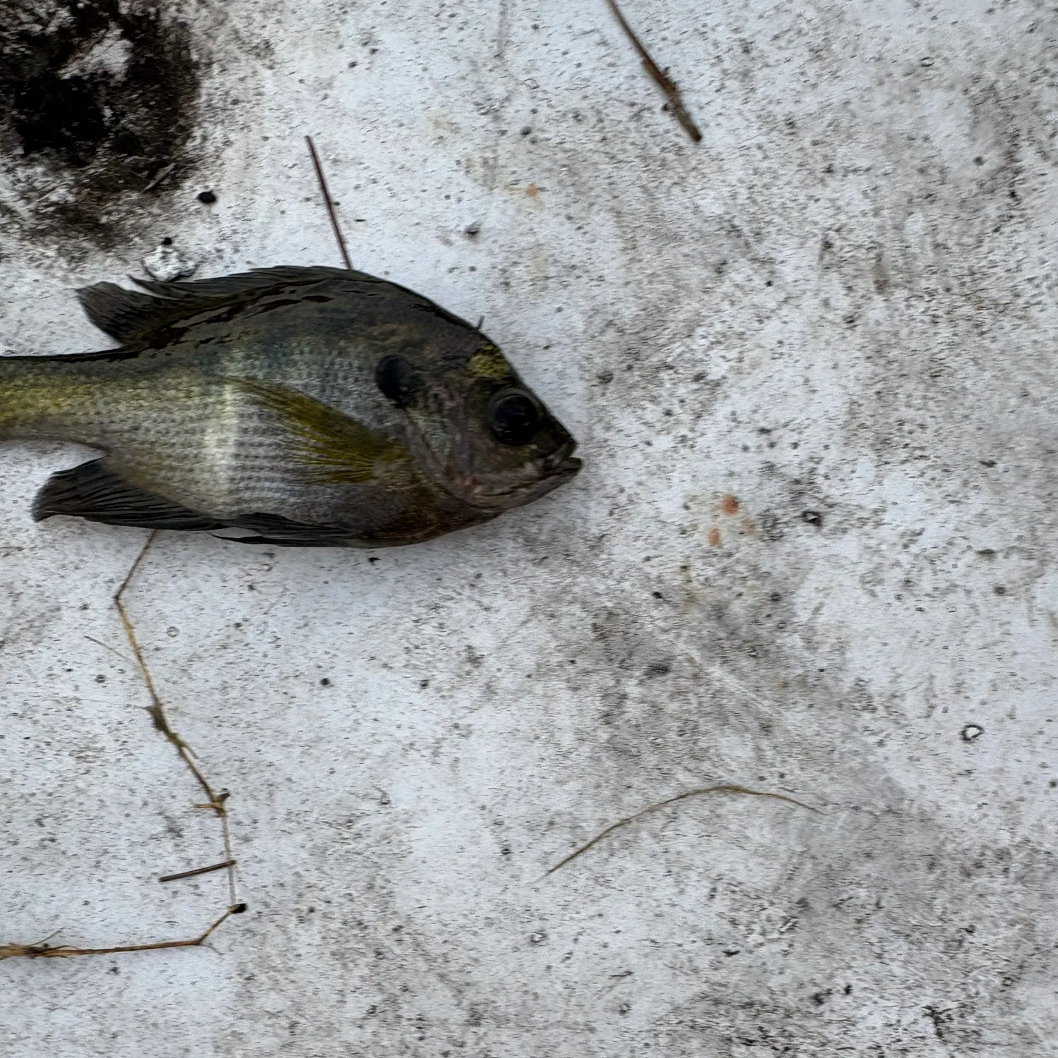Bluegill caught on Fishbrain