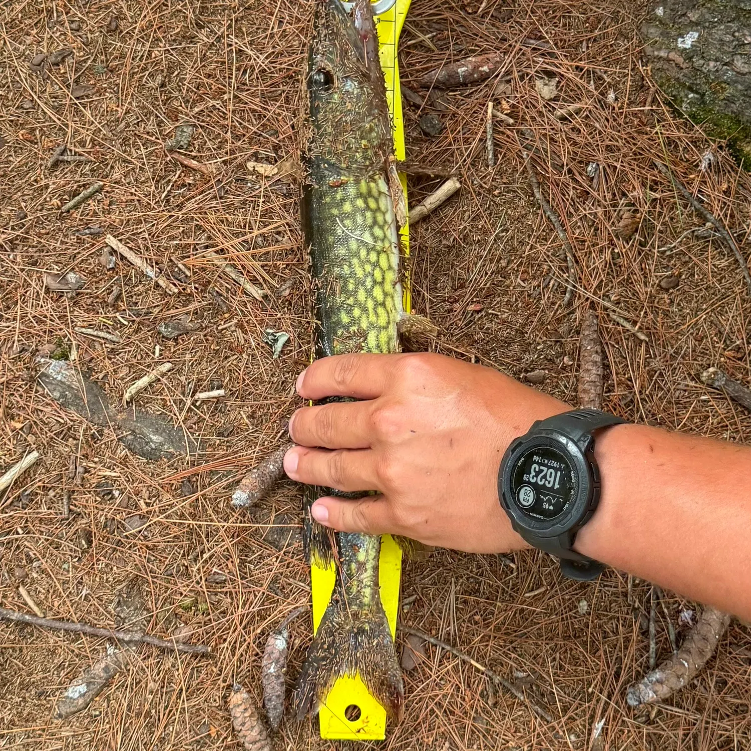 Chain pickerel caught on Fishbrain