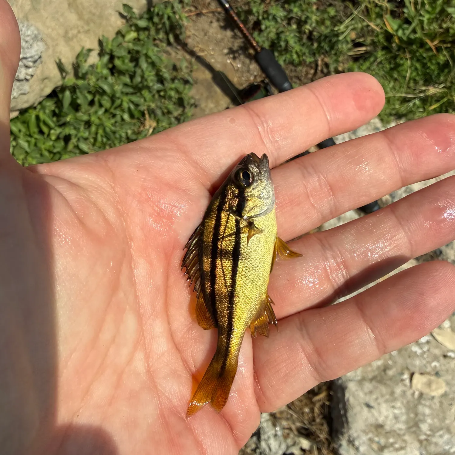 Sargo caught on Fishbrain