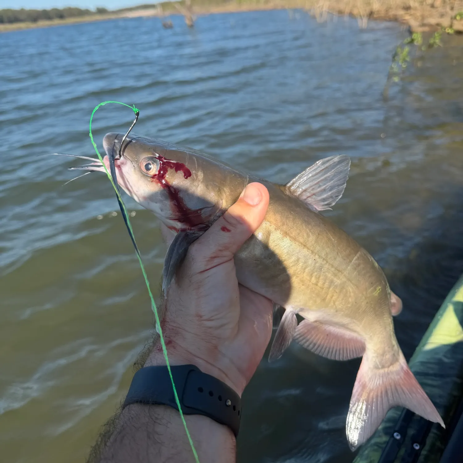 Channel catfish caught on Fishbrain