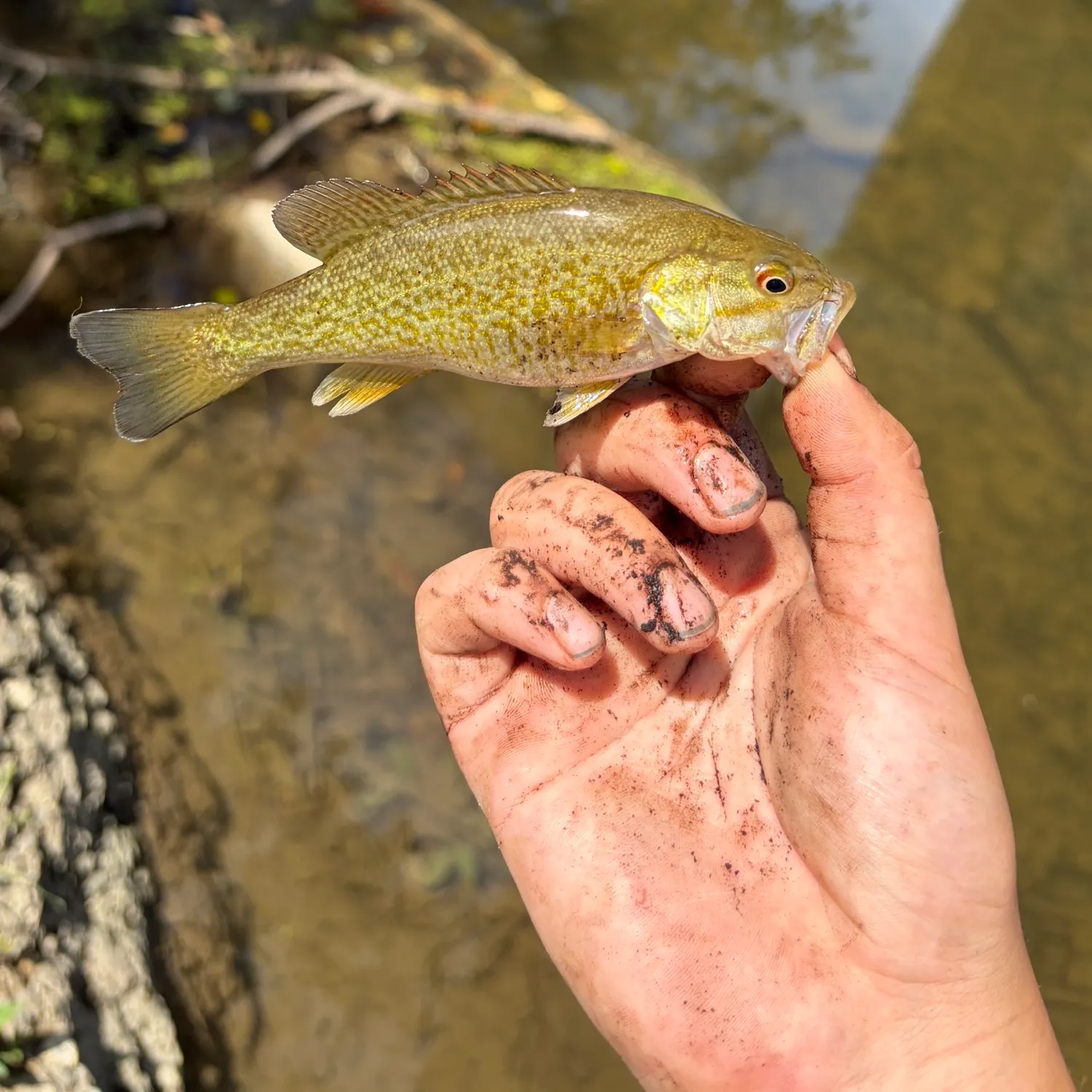 Smallmouth bass caught on Fishbrain