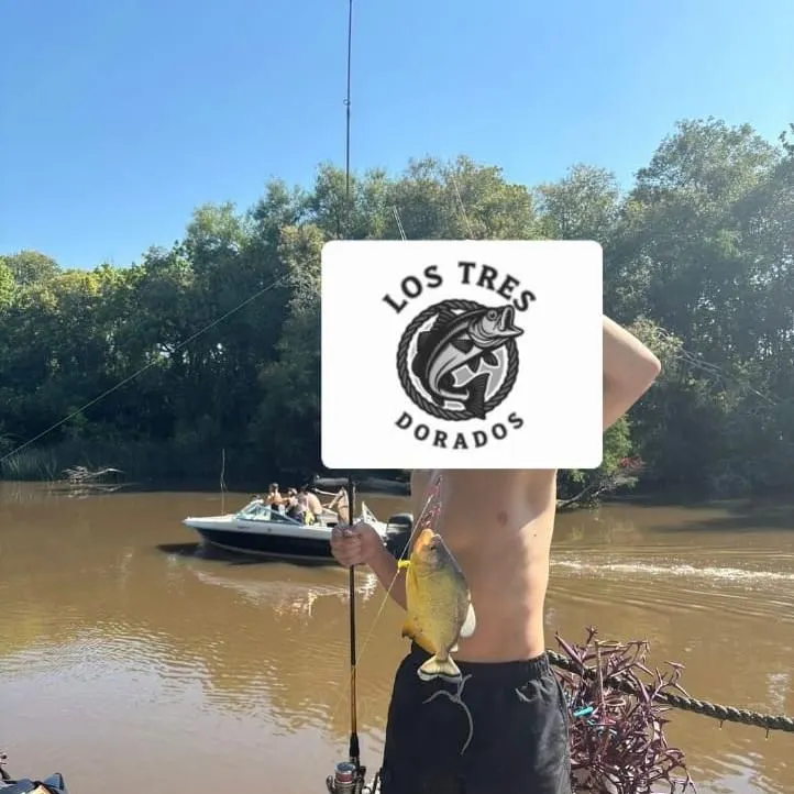The most recent Parona leatherjacket catches on Fishbrain