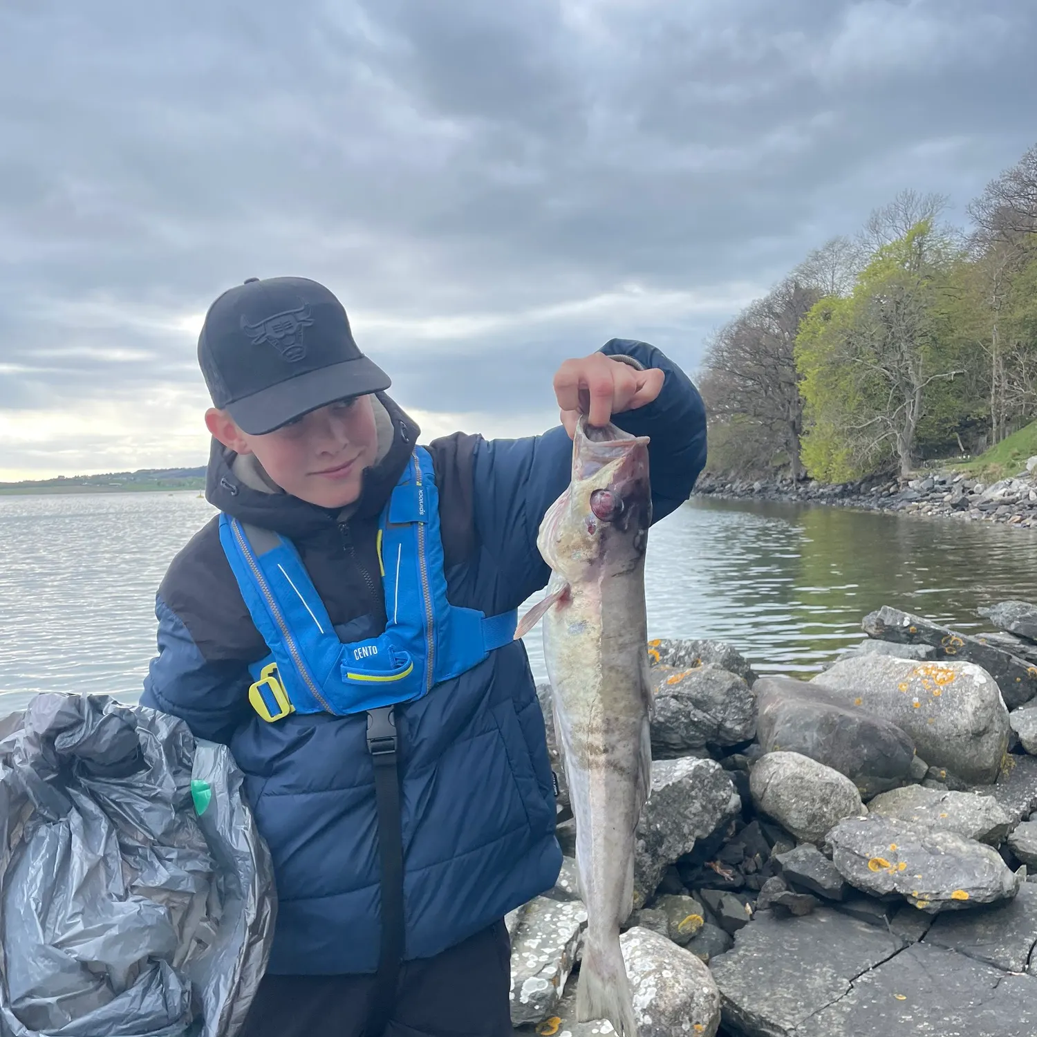 The most recent Pollack catches on Fishbrain