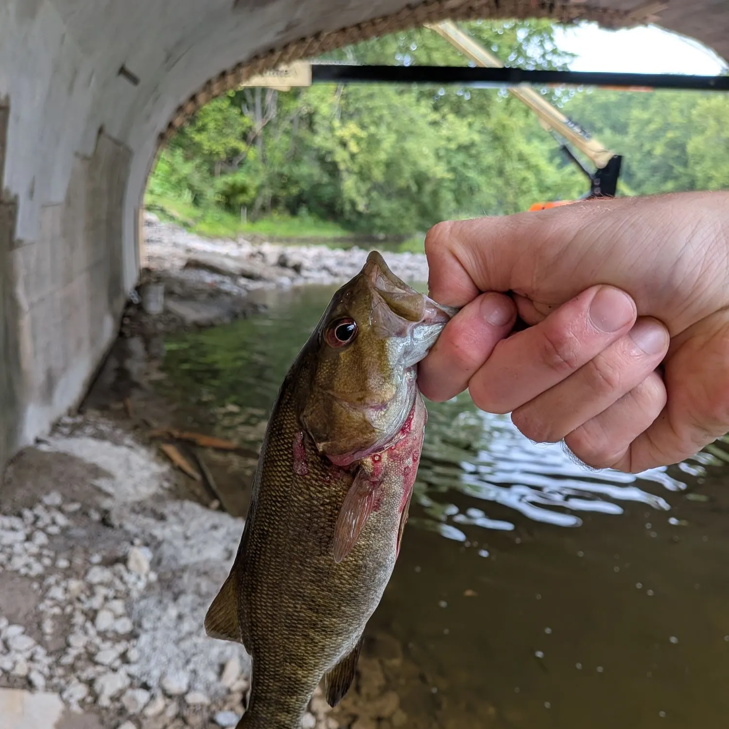 Smallmouth bass caught on Fishbrain