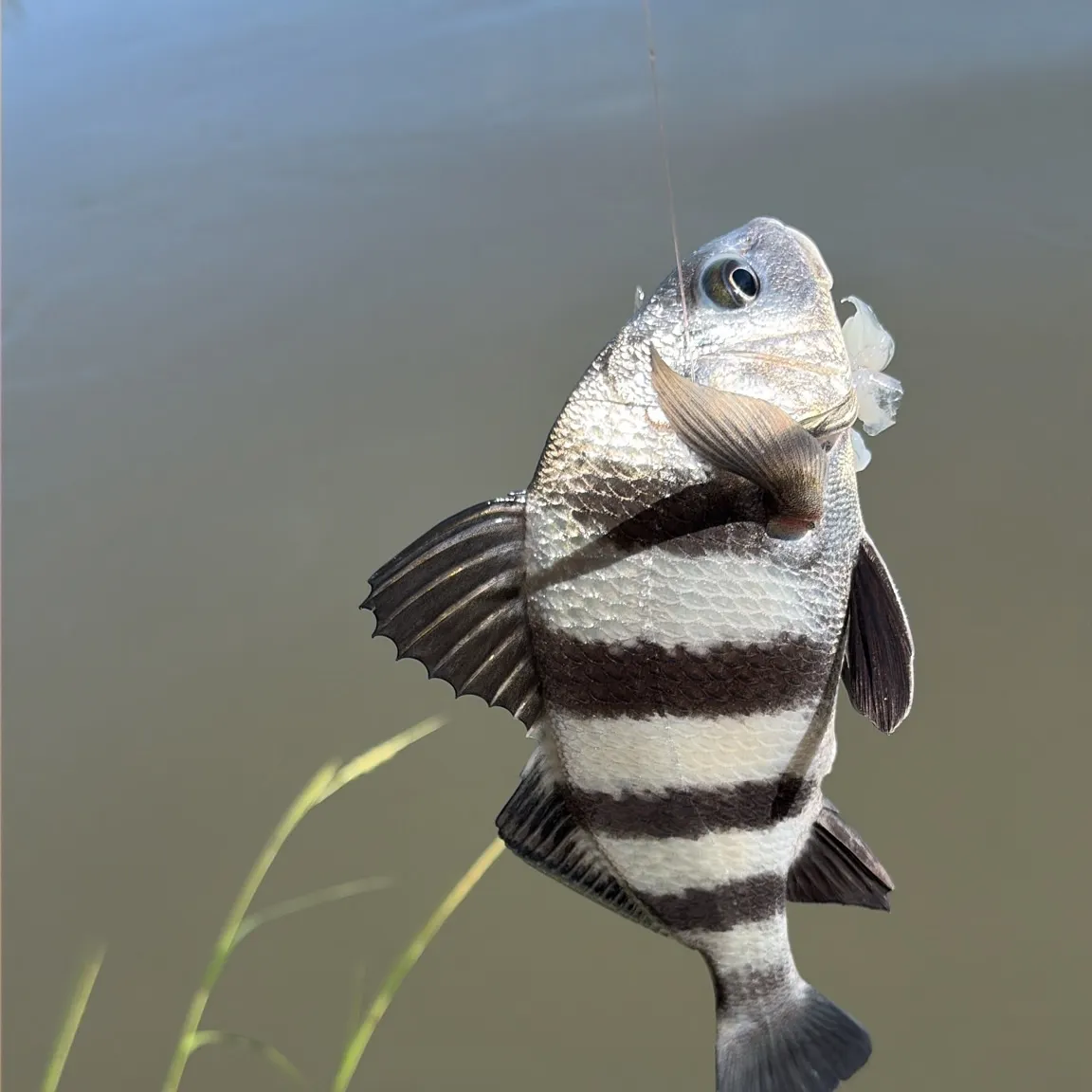Black drum caught on Fishbrain