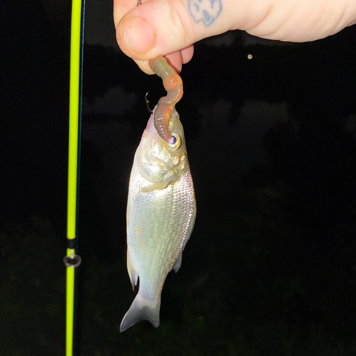The most recent White perch catches on Fishbrain