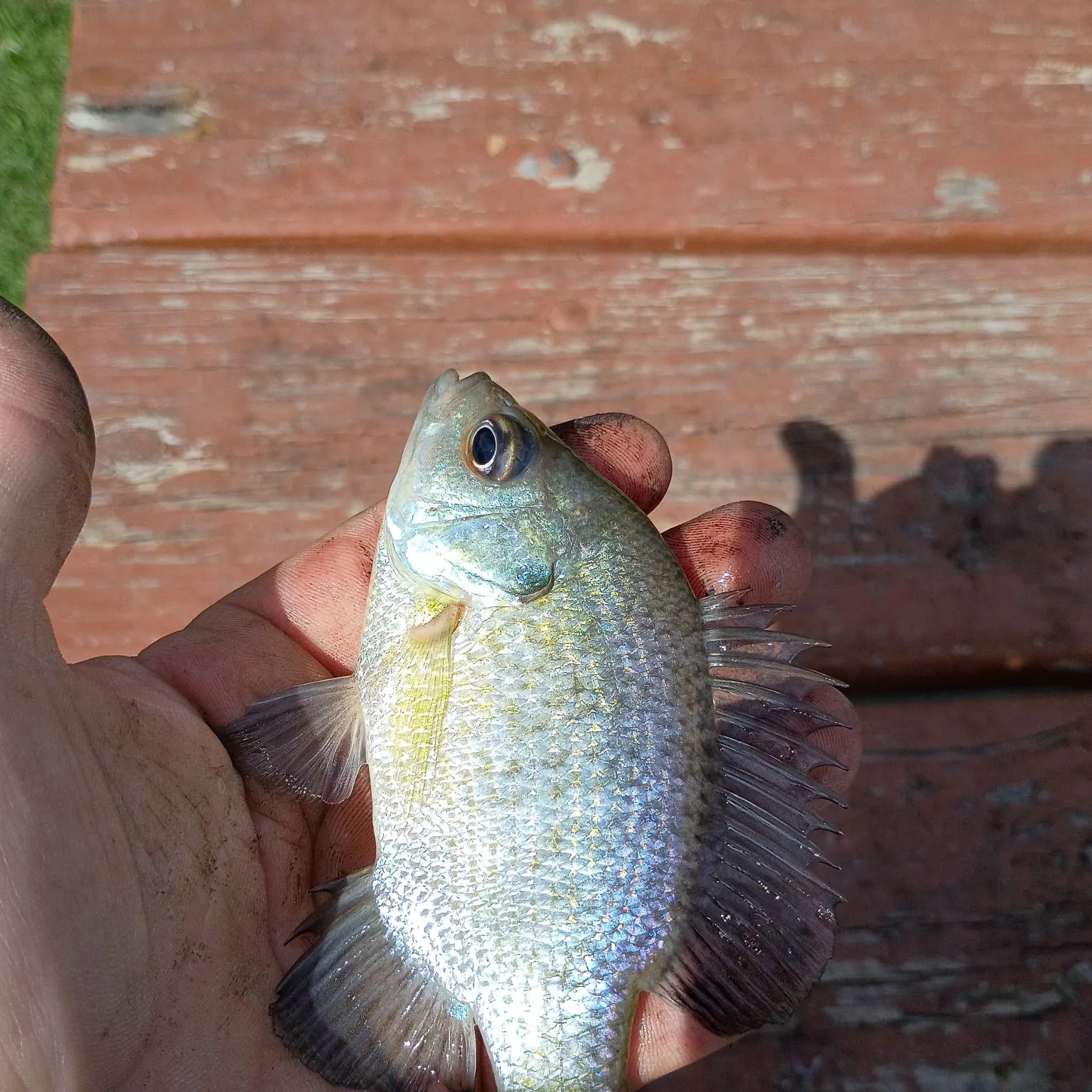 Bluegill caught on Fishbrain