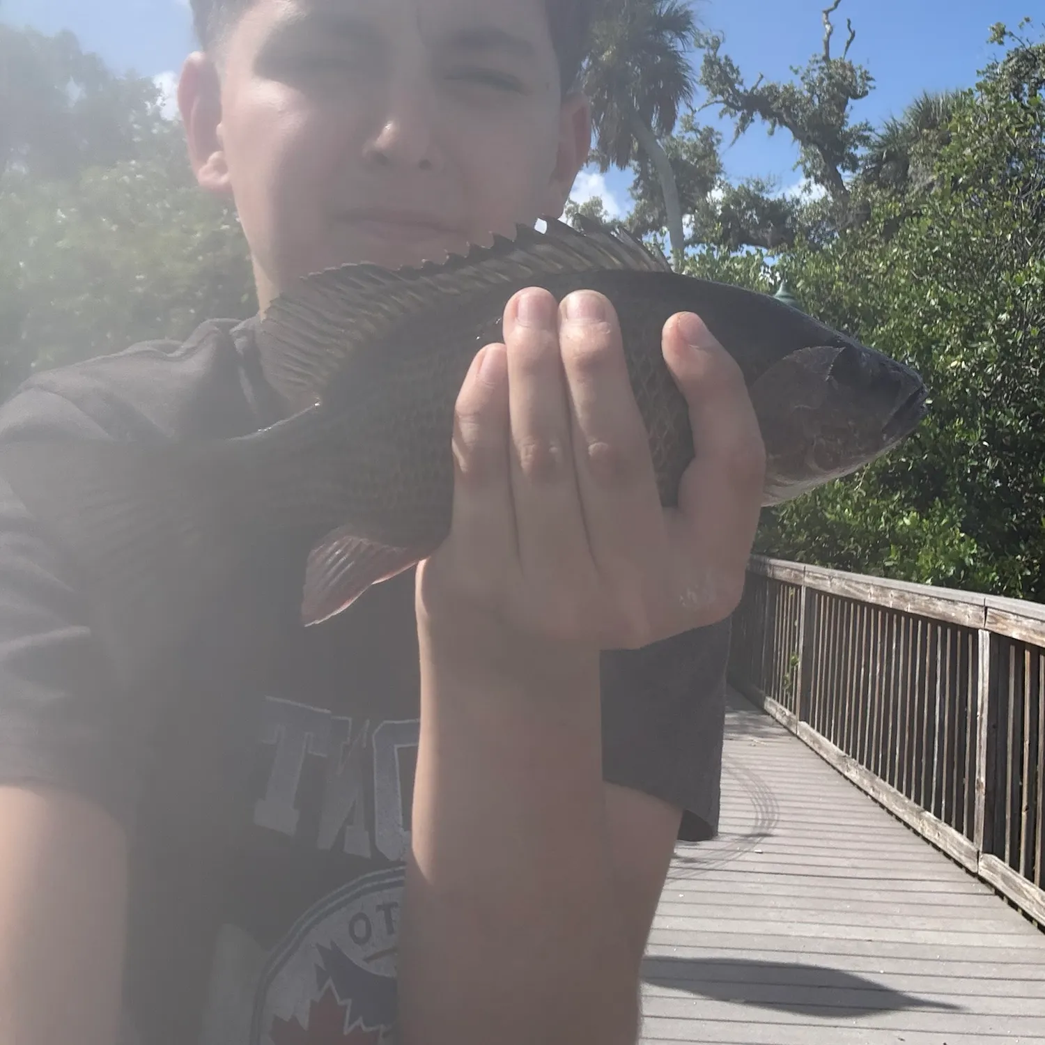 Mangrove snapper caught on Fishbrain