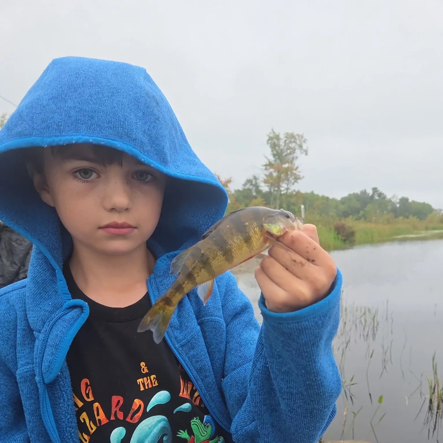 Yellow perch caught on Fishbrain