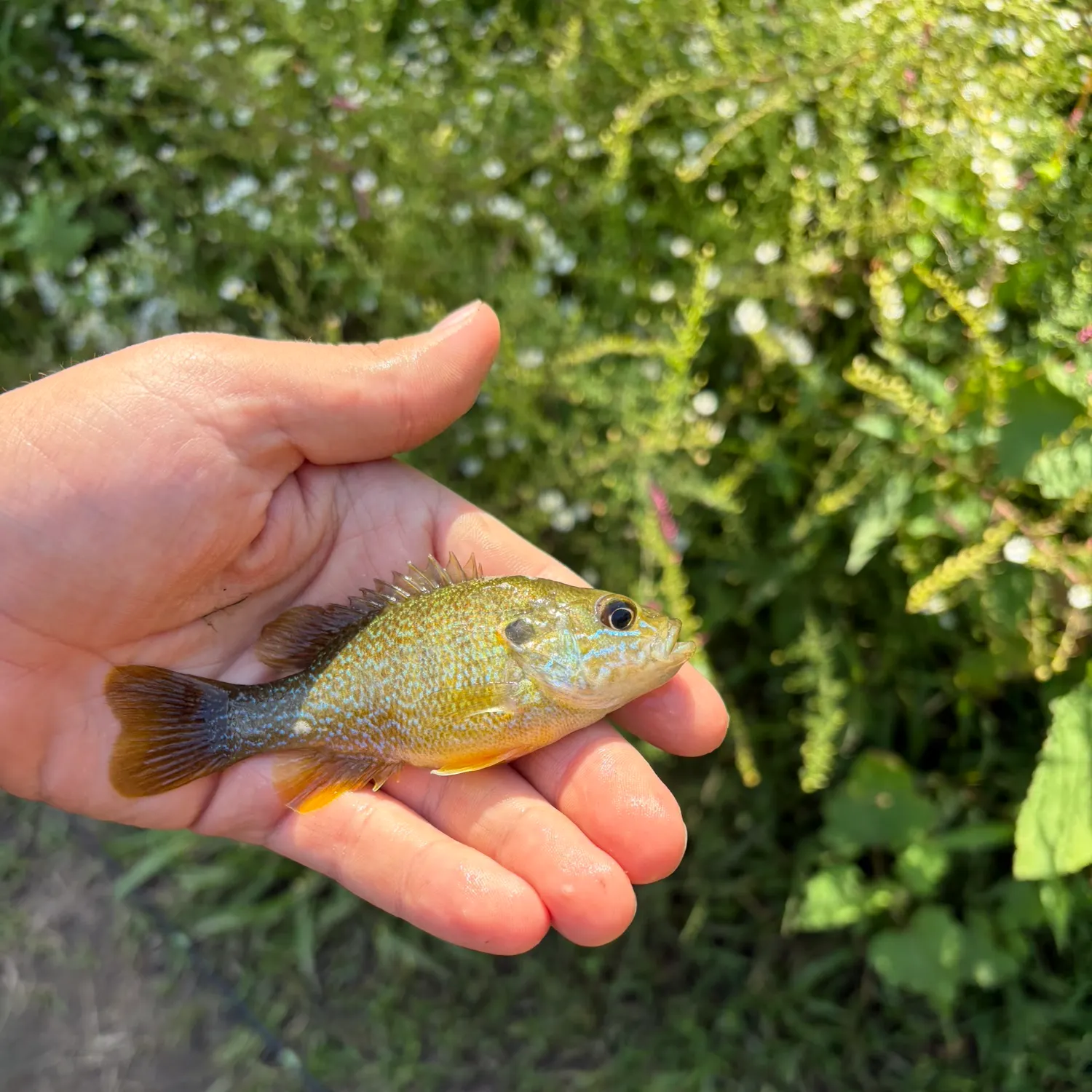 Green sunfish caught on Fishbrain