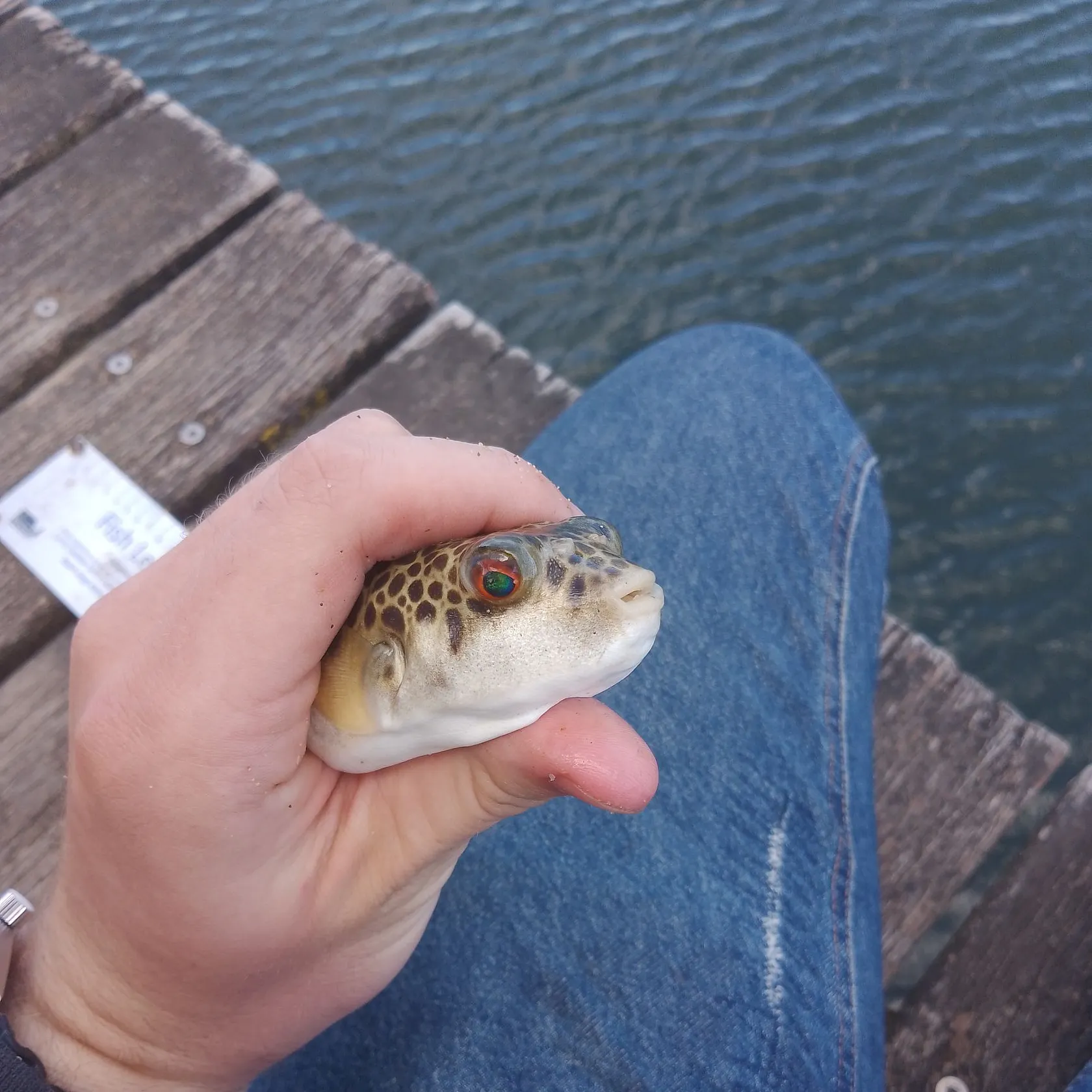 The most recent Common toadfish catches on Fishbrain
