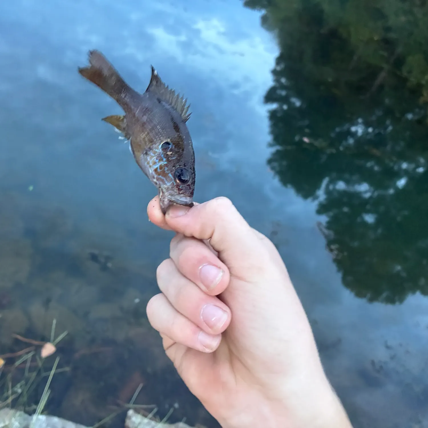 Green sunfish caught on Fishbrain