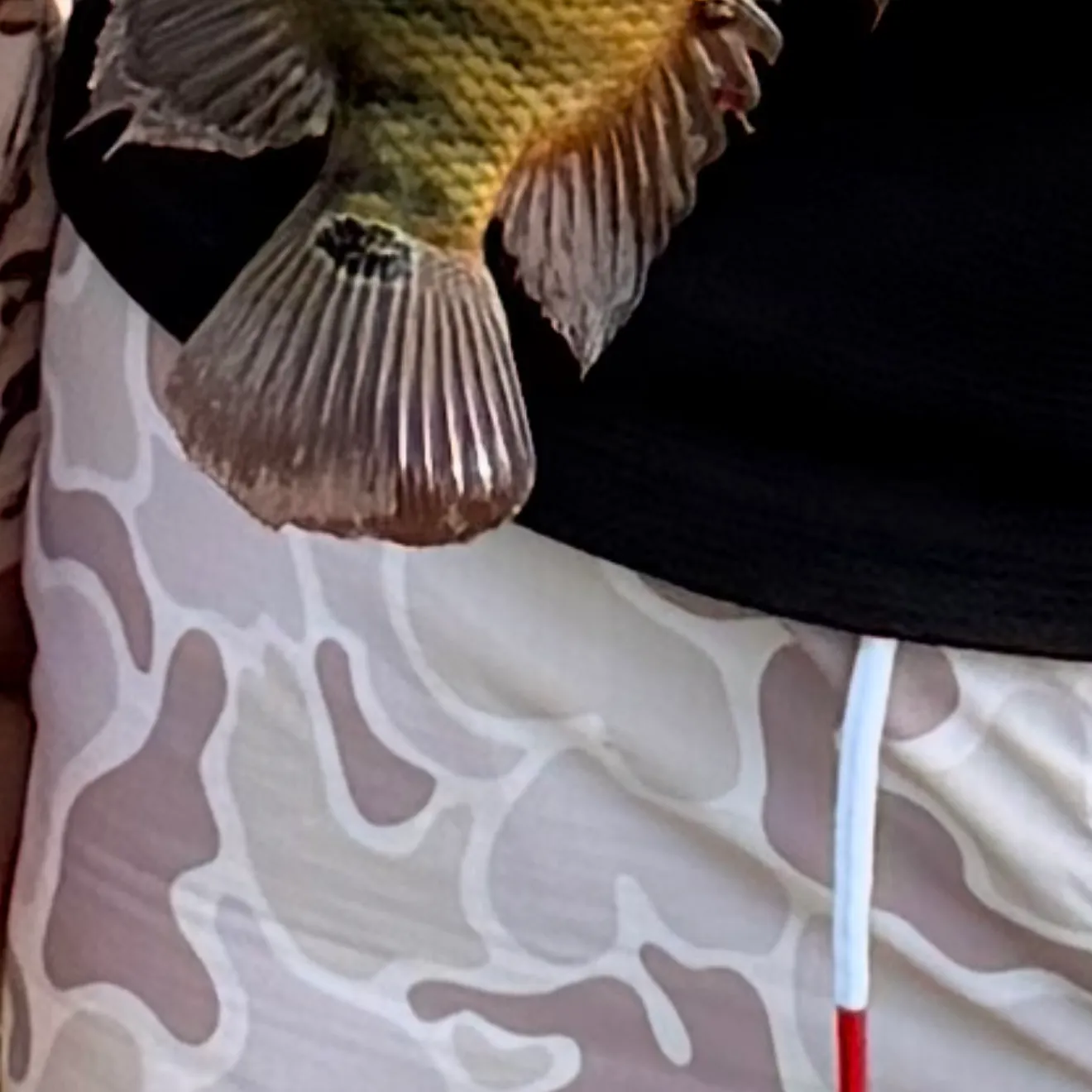 Mayan cichlid caught on Fishbrain