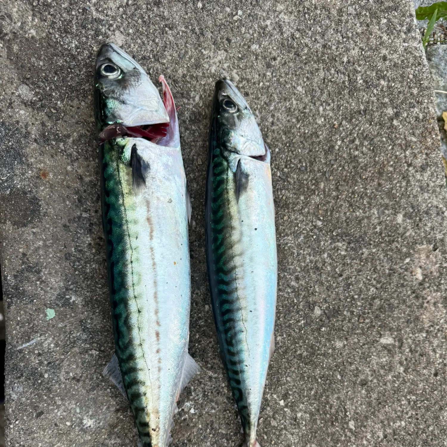 Atlantic mackerel caught on Fishbrain