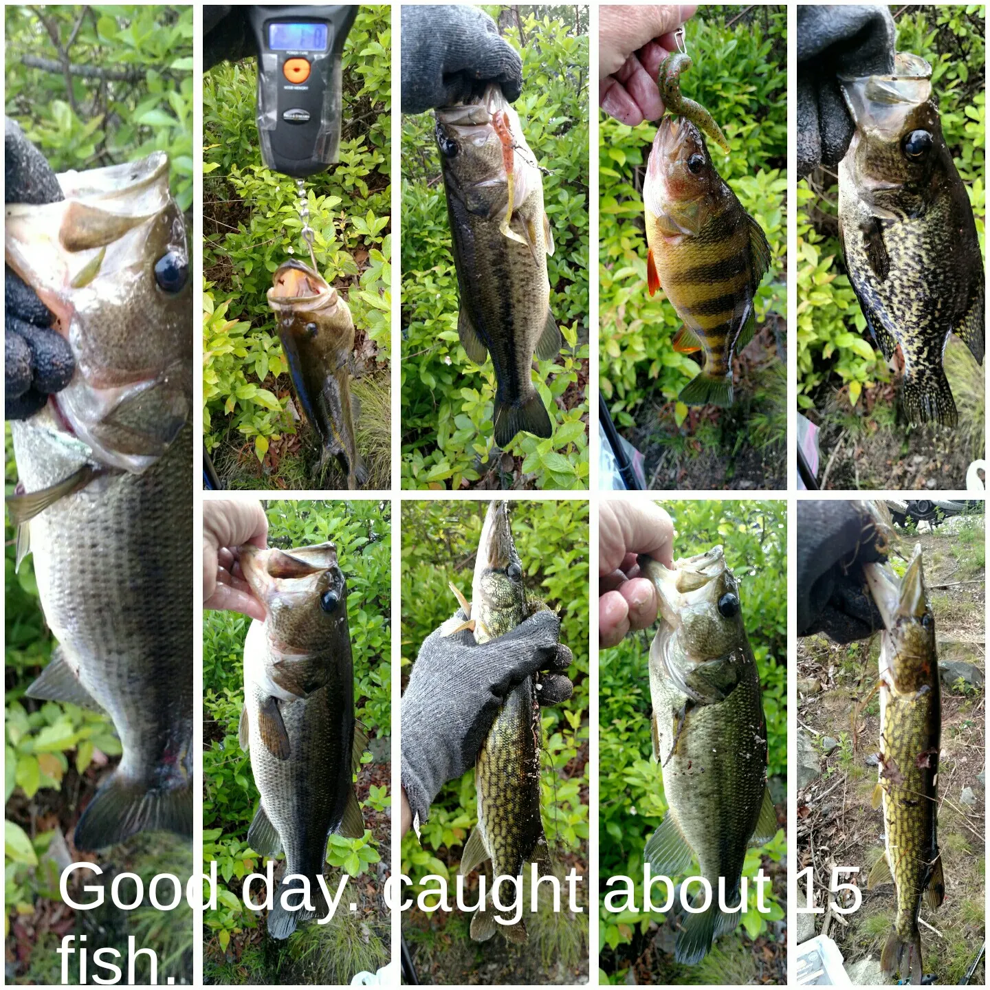 recently logged catches