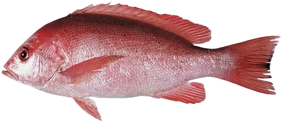 Crimson snapper