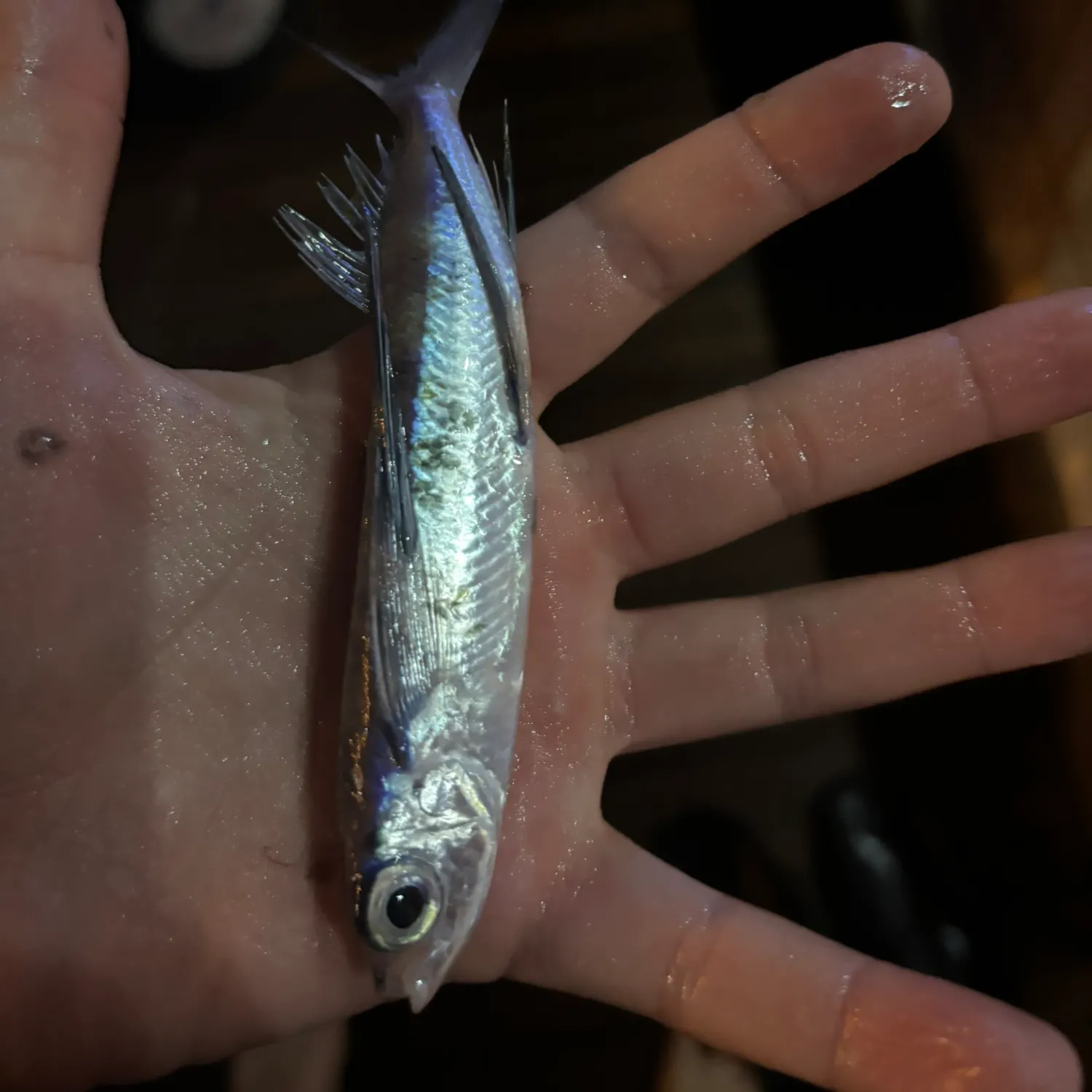 The most recent Sailfin flyingfish catches on Fishbrain